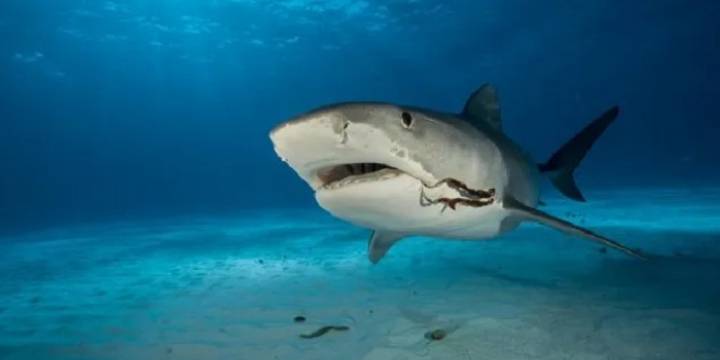 Alarma en Brasil: 13 tiburones dieron positivo de cocaína