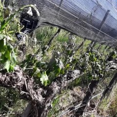 Analizan daños a viñedos y cultivos frutihortícolas