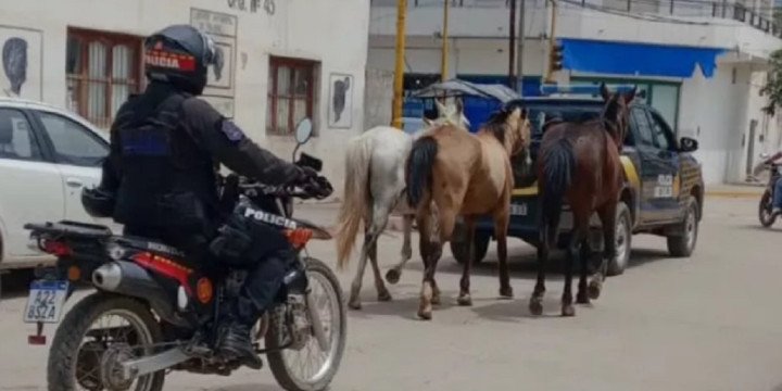 Embarcación: incautación de animales sueltos
