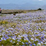 El desierto de Atacama se cubrió de flores