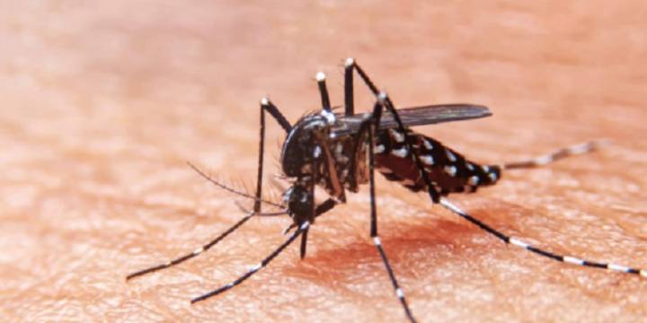 Alerta en Francia por los casos de dengue