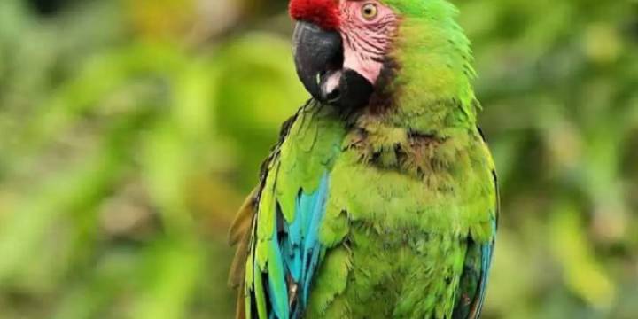 Salta es sede del V Censo del Guacamayo Verde