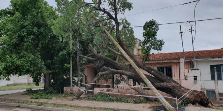 Un árbol de gran porte cayó sobre una vivienda